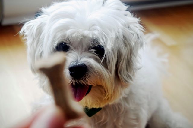 Friendly fluffy white dog eagerly waiting for a bone-shaped treat being held in the foreground. Perfect use for pet care products, dog treat advertisements, veterinarians, pet adoption campaigns, or any content related to pets and their behavior.