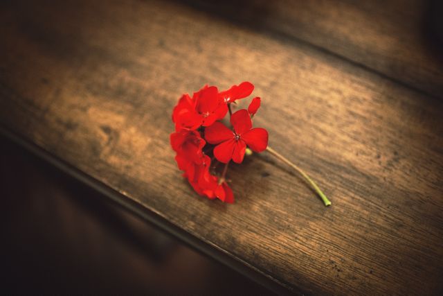 Red flower on aged wooden table in close-up creates a beautiful contrast and captures nature's simplicity and elegance. Suitable for use in romantic themes, nature blogs, floral decoration, rustic designs, or minimalist posters.
