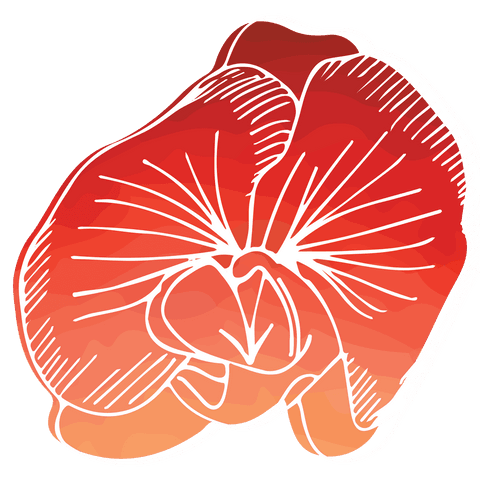 Transparent red flower drawing on transparent background