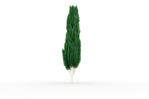 tall evergreen cypress tree on transparent background - Download Free Stock Videos Pikwizard.com