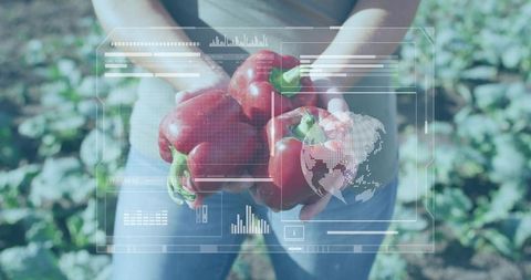 Farmer holding red bell peppers with digital agriculture data overlay, holographic interface