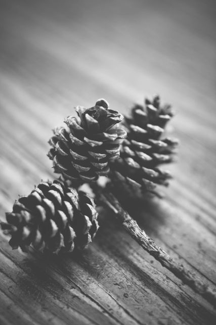 Monochrome image showing three pinecones resting on a wooden surface highlights the natural texture and pattern of both the pinecones and wood. Perfect for nature-related projects, autumn or winter themes, rustic designs, backgrounds for graphic design, or minimalist art collections.