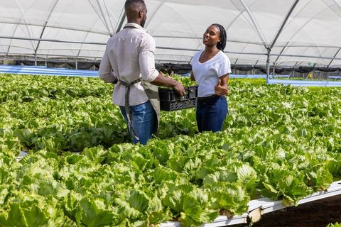 Co-workers discussing hydroponic lettuce growth in greenhouse