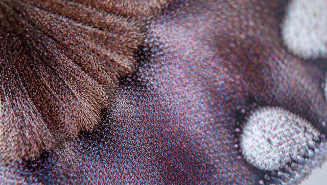 Macro butterfly wing showing iridescent scales, brown tuft and pale spots, extreme closeup