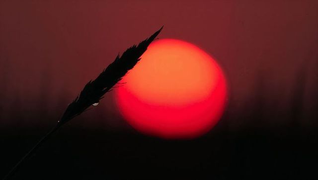 Silhouetted grass seedhead holding dew drop against glowing red sun on dusk horizon