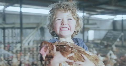 Laughing blond boy holding brown hen, hugging poultry in rustic barn with chickens and straw