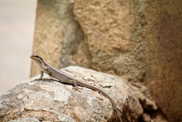 Lizard basking on a rock in its natural environment, showcasing textural details and natural colors. Ideal for wildlife blogs, educational materials, nature conservation efforts, and environmental awareness campaigns.