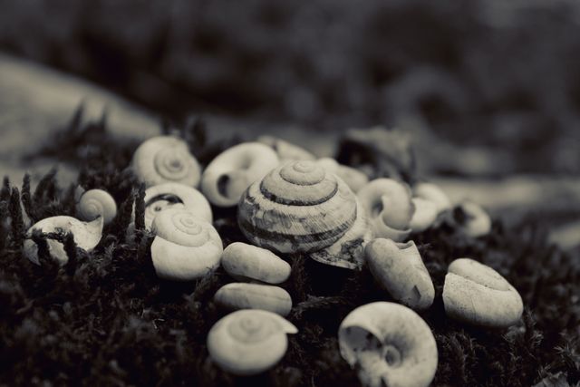 Close-up of a group of snail shells scattered in a natural environment. Monochrome photo emphasizes the intricate patterns and textures of the shells. Ideal for nature-related projects, themes about wildlife, biological studies, or educational materials regarding gastropods and their habitats.