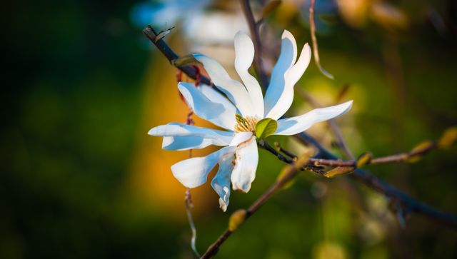 Depicts magnolia bloom with delicate white petals during spring. Suitable for nature photography, floral designs, gardening themes, or background images in presentations and websites.