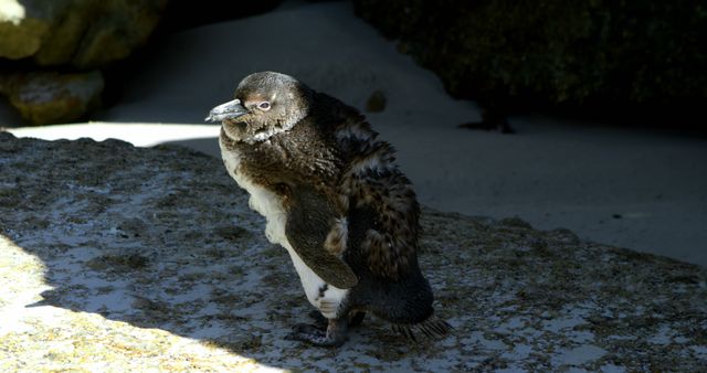 African penguin stands in the shade, with copy space. Native to South Africa, this species is known for its distinctive braying call.