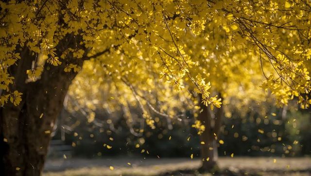 Autumn canopy glowing with falling yellow leaves and sunlit bokeh