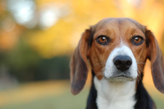 Beagle standing outdoors with autumn foliage in the background, showcasing its intense gaze and alert demeanor. Perfect for use in pet care advertisements, animal-related blogs, or motivational posters focusing on determination and clarity.