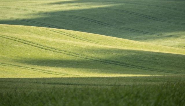 Rolling green cereal crop hills with curving tramlines and sunlit shadow bands