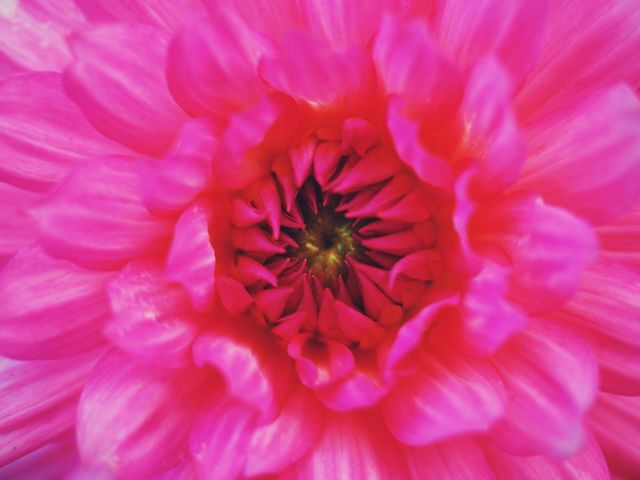 Vibrant Close-up of Pink Dahlia in Full Bloom - Download Free Stock Photos Pikwizard.com