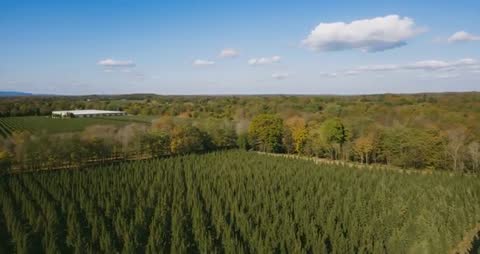 Drone Gliding Over Evergreen Farm Rows in Picturesque Countryside