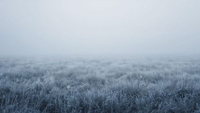 Fog shrouding frosted meadow at dawn, blue-toned minimal winter grassland with dew