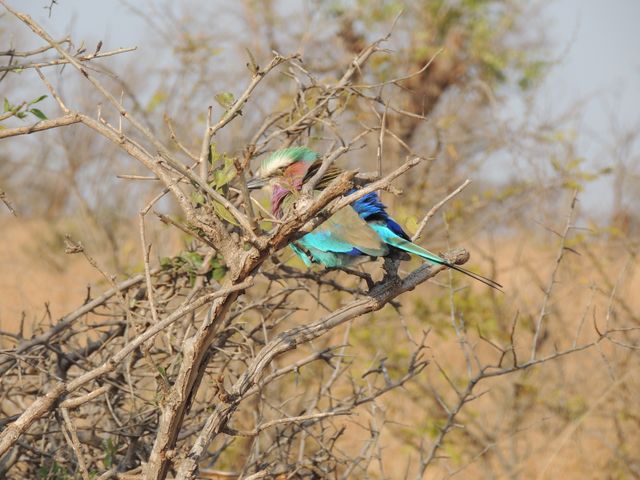 Lilac-breasted roller, known for its vibrant plumage, perched on branches of bush in dry, arid environment. Useful for illustrating African wildlife, biodiversity, bird watching, and nature photography themes. Shows natural habitat of species, perfect for educational materials, travel posters, and ornithological articles.