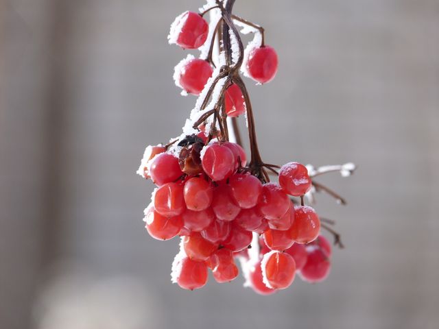 Focus on red berries covered in frost against a grey blurred background. Useful for illustrating winter themes, nature in cold climates, seasonal changes, or natural beauty. Perfect for articles on weather, agriculture, or natural preservation.