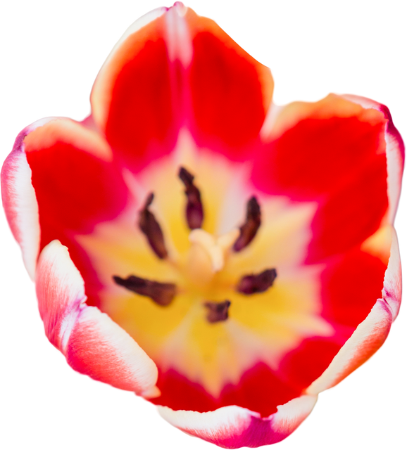 Transparent Background Close-Up of Bright Red Tulip Blossom Top View - Download Free Stock Videos Pikwizard.com