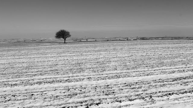 Black and white winter scene featuring a lone tree standing amid a vast, snow-covered field. It evokes feelings of solitude, tranquility, and the beauty of nature. Ideal for use in designs emphasizing minimalism, natural beauty, or seasonal themes. Great for backgrounds, websites, or adding a serene mood to promotional materials.