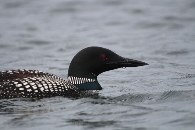 Common Loon Swimming in a Lake with Detailed Plumage - Download Free Stock Photos Pikwizard.com