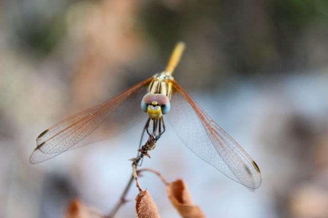 Close-up of Dragonfly Resting on Twig Autumn Setting - Download Free Stock Photos Pikwizard.com