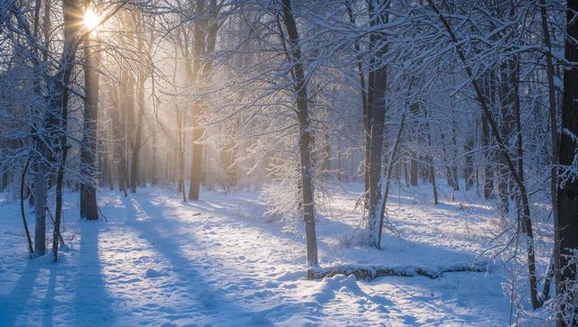 Sunlight streaming through frosted branches over snowy winter forest clearing