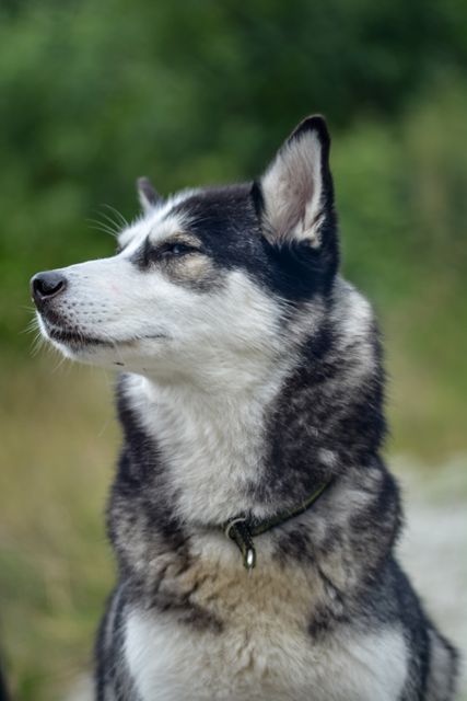 Siberian Husky dog wearing black collar standing in natural, green outdoor environment. Suitable for use in pet care promotions, animal rescue advocacy, dog breed information materials, and outdoor adventure campaigns.