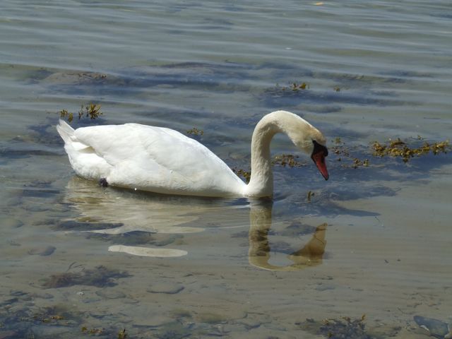 White swan gliding gracefully on calm lake with reflection visible on water. Perfect for projects focused on nature, wildlife, tranquility, or outdoor beauty.