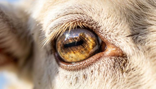 Glinting goat eye revealing amber iris and pasture reflection in macro livestock closeup