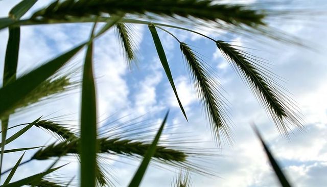 Low-angle closeup green barley seed heads swaying in breeze against sunlit blue cloudy sky
