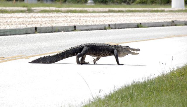 Alligator seen crossing a road at NASA's Kennedy Space Center, Florida. Ideal for educational purposes, wildlife habitat studies or travel articles about Florida's unique habitats.