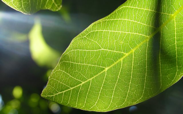 The image captures a close-up of a green leaf with sunlight shining through, highlighting the intricate vein pattern. This photo is ideal for use in educational materials related to botany and biology, environmental campaigns, nature-themed designs, or as a background for presentations focusing on ecology and plant life.