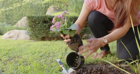 Woman Transplanting Pink Seedling in Backyard on Sunny Day