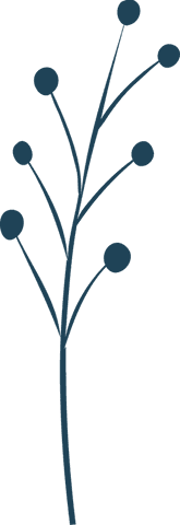 Abstract Botanical Branch with Circular Buds on Transparent Background - Download Free Stock Videos Pikwizard.com