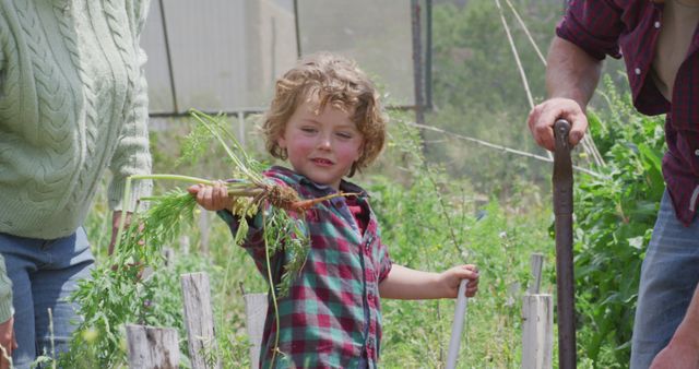 Young Child Harvesting Carrots in Family Garden - Download Free Stock Images Pikwizard.com