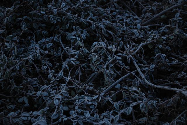 Frost-covered twigs and leaves forming a cold, wintery texture, perfect for backgrounds, seasonal designs, and nature-themed graphics. Suitable for use in projects requiring a chilly and frosty atmosphere.