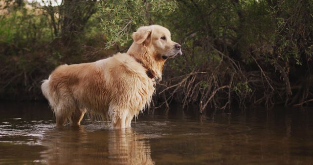 Happy golden retriever dog standing in river with trees on river bank, with copy space. Pets, ecology, nature and dogs.