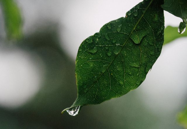 Depicts close-up view of a green leaf with water droplets and a dew drop at the tip. Suitable for themes related to nature, freshness, regeneration, and environmental conservation. Ideal for use in blogs, educational content, presentations highlighting natural beauty, and backgrounds for promotional material.