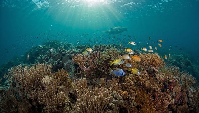 Tropical coral reef bathed in sunbeams with schooling yellow and blue fish and branching corals