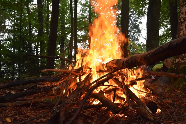 Large Bonfire with Burning Logs in Forest - Download Free Stock Photos Pikwizard.com