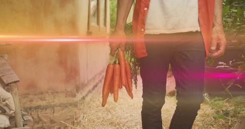Gardener holding fresh harvested carrots in rural backyard