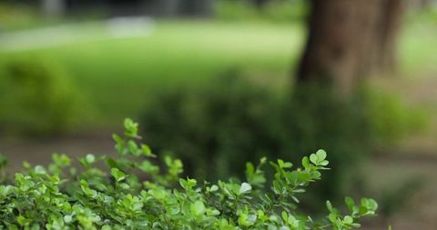 Green shrub showing small glossy oval leaves with soft bokeh park background