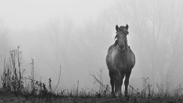 Lonely Horse Standing in Foggy Field - Download Free Stock Photos Pikwizard.com