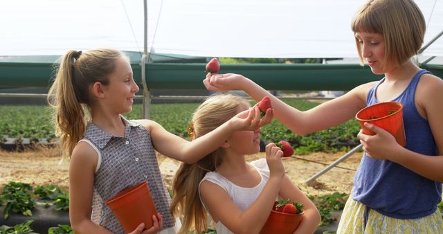 Caucasian girls enjoy strawberry picking outdoors. They share a joyful moment in a sunlit greenhouse, showcasing fresh harvest.