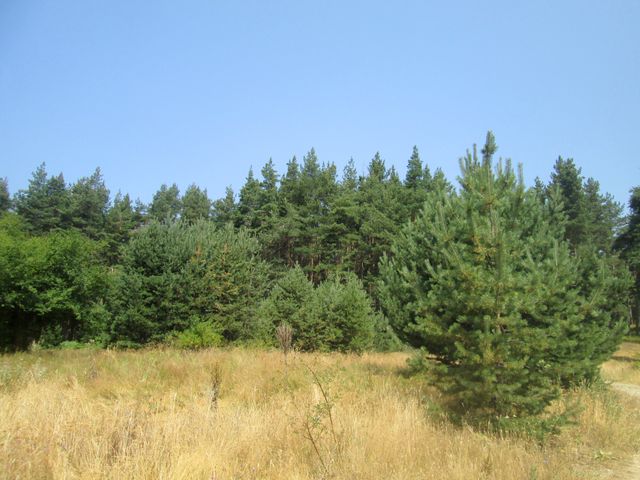 Image of a dense evergreen forest on a clear summer day with a blue sky above. Captures the tranquility and natural beauty of the wilderness. Ideal for use in nature-related content, environmental awareness campaigns, travel brochures, or outdoor adventure blogs.