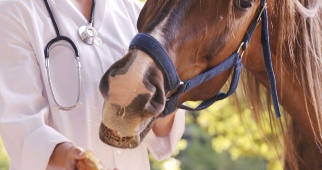 This image shows a veterinarian in a white coat with a stethoscope hanging around their neck, feeding a horse outdoors during the day. The horse is wearing a blue halter and is eating from the veterinarian's hand. This image is ideal for use in veterinary services marketing, equine care publications, and pet health care promotions.