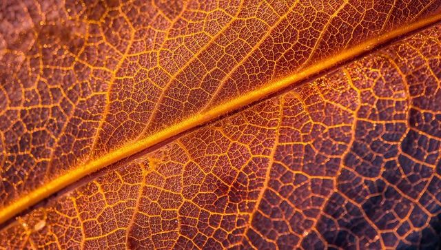 Macro detail of autumn leaf veins glowing in golden amber light with dewdrop texture