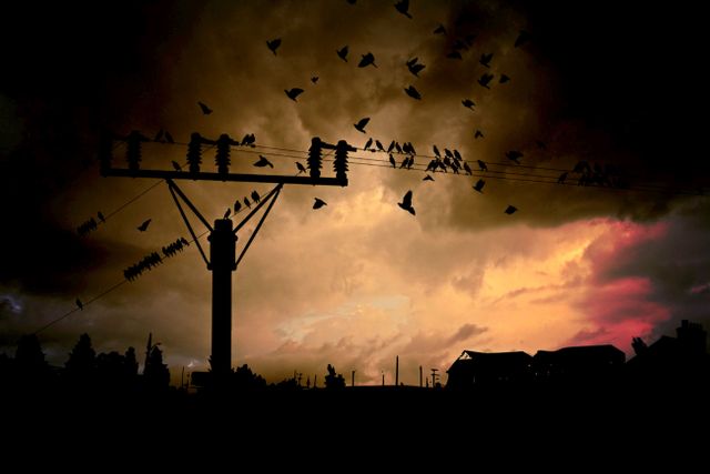 Silhouette Birds Flying Against Sky at Sunset - Download Free Stock Photos Pikwizard.com