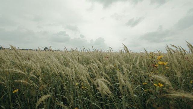 Swaying wild grasses in overcast meadow with yellow wildflowers and distant treeline